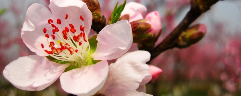 象征四季的花（象征四季的花是什么花）