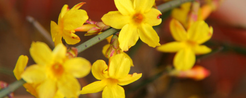 迎春花果期（迎春花花期）