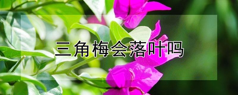 三角梅会落叶吗 三角梅会落叶吗冬天