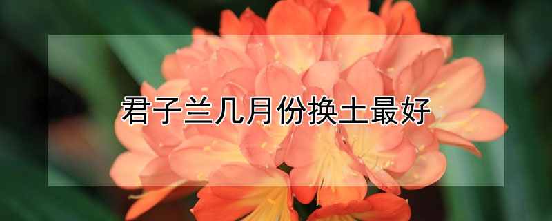 君子兰几月份换土最好（君子兰几月换土换盆最好）