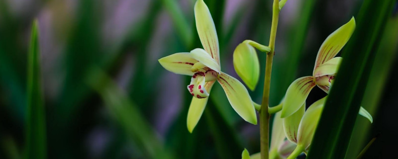 兰花花期可以施肥吗（兰花花期能施肥吗）