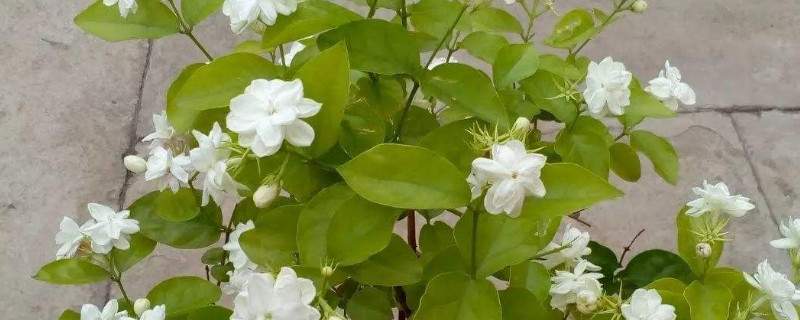 茉莉可以用迎春花嫁接吗（茉莉和迎春花）