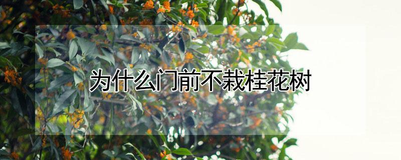 为什么门前不栽桂花树（为什么门前不栽桂花树风水）