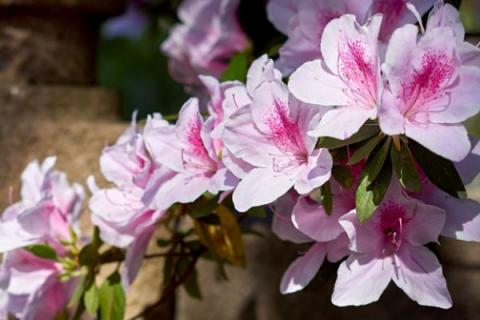 杜鹃花是宿根花卉吗