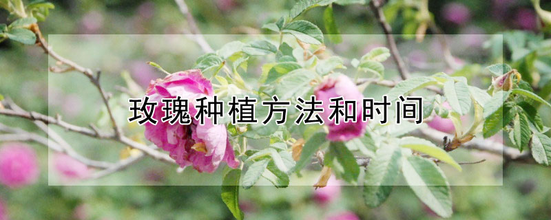 玫瑰种植方法和时间（玫瑰种植方法和时间视频）