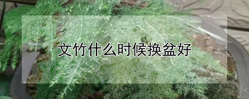 文竹什么时候换盆好（文竹什么时候换盆好活）