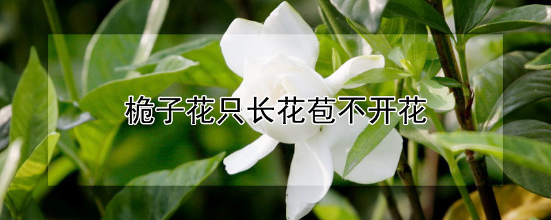 桅子花只长花苞不开花 桅子花只长花苞不开花什么原因