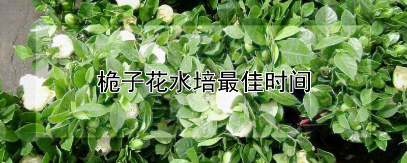 桅子花水培最佳时间（栀子花水培多久可以移栽）