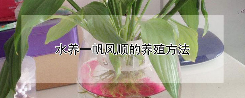 水养一帆风顺的养殖方法（水养一帆风顺花怎么养开花）