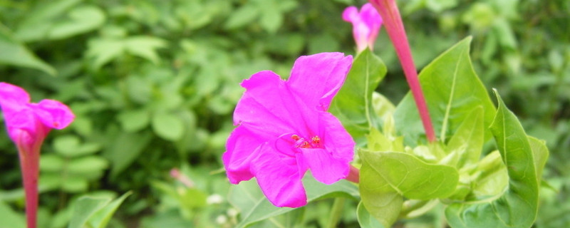 牵牛花枯叶了明年还会开吗（牵牛花枯叶了明年还会开吗图片）