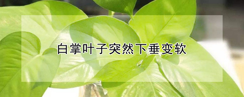 白掌叶子突然下垂变软（白掌叶子下垂变软发黄怎么补救）