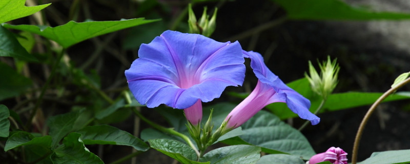 牵牛花不开花的原因 牵牛花不开花时是什么样子