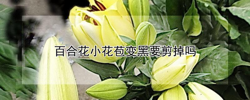 百合花小花苞变黑要剪掉吗 百合花小花苞变黑要剪掉吗图片