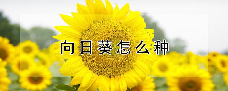 向日葵怎么种（向日葵怎么种植方法）