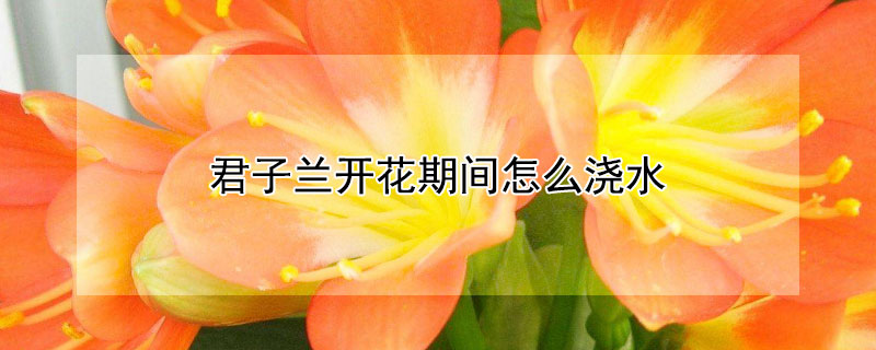 君子兰开花期间怎么浇水（君子兰花夹在中间长不出来怎么办）