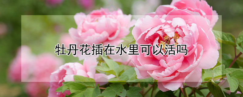 牡丹花插在水里可以活吗（牡丹花在水里应该怎么养）