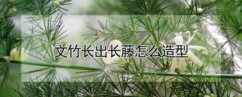 文竹长出长藤怎么造型（文竹长出的长藤怎么办?）