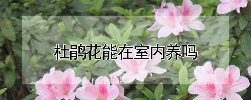 杜鹃花能在室内养吗（杜鹃花能在室内养吗冬天）