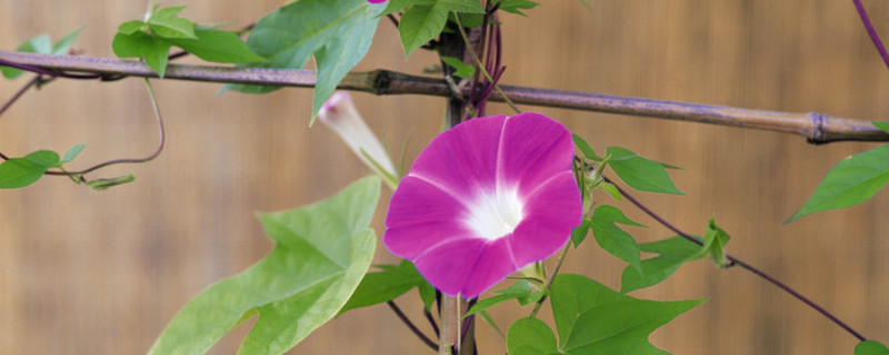 牵牛花种子是否需要春化（牵牛花种子是否需要春化种植）