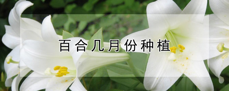 百合几月份种植 百合几月种植最好