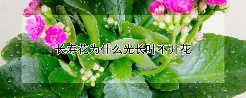 长寿花为什么光长叶不开花（长寿花为什么不长叶子）