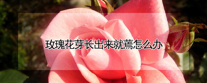 玫瑰花芽长出来就蔫怎么办 玫瑰花长芽后干枯是什么原因