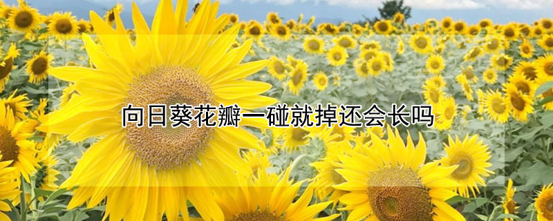 向日葵花瓣一碰就掉还会长吗 向日葵花瓣卷曲怎么了