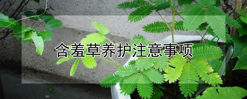 含羞草养护注意事项 含羞草养护注意事项应该摆放在哪里