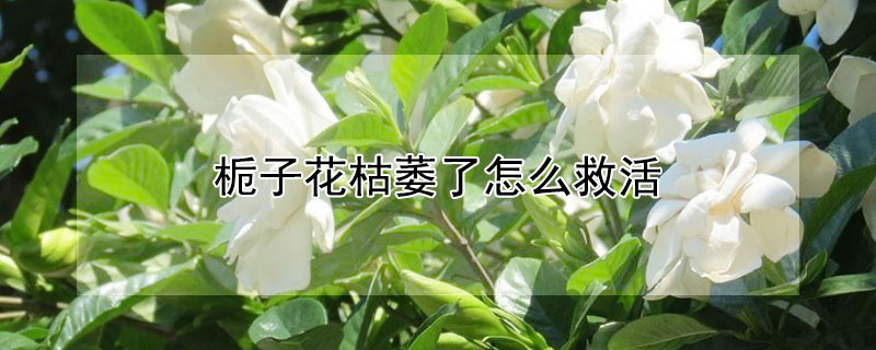 栀子花枯萎了怎么救活 栀子花枯了怎么补救