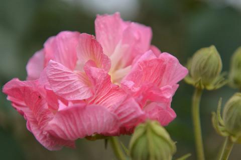 芙蓉花冬天怎么浇水