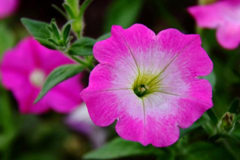 牵牛花枯死的原因