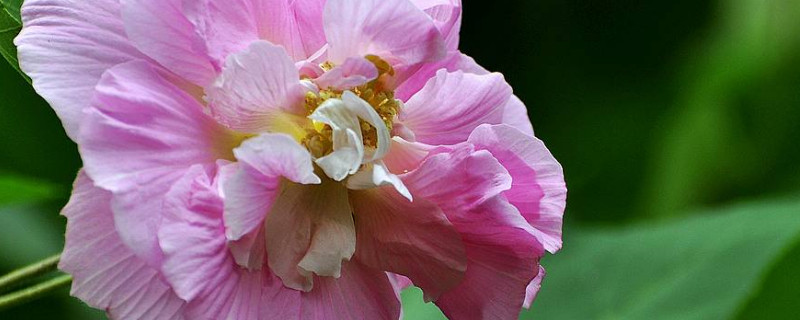 芙蓉花怎么生根（芙蓉花怎么生根快一点）