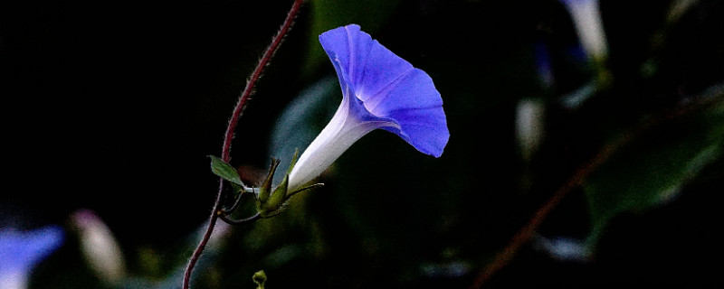 牵牛花种子怎么催芽（牵牛花种子怎么催芽?）