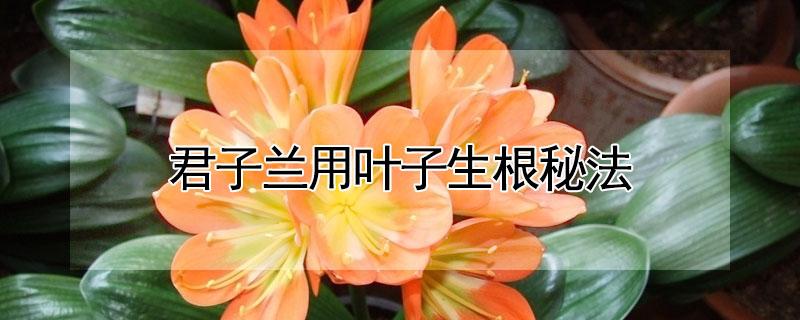 君子兰用叶子生根秘法（君子兰用叶子生根秘法怎么用）