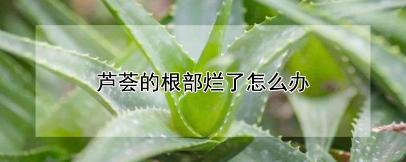 芦荟的根部烂了怎么办（芦荟根部烂了怎么补救）