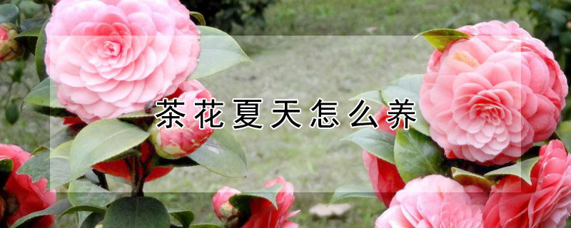 茶花夏天怎么养 茶花夏天怎么养家庭养法