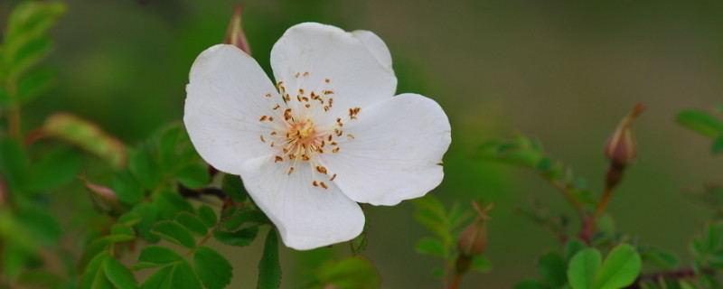 蔷薇花夏天怎么浇水（蔷薇花夏天怎么浇水呢）