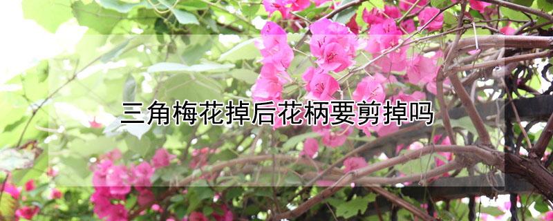 三角梅花掉后花柄要剪掉吗（三角梅花掉后花柄要剪掉吗）