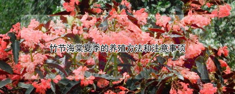 竹节海棠夏季的养殖方法和注意事项（竹节海棠夏季怎么养护）