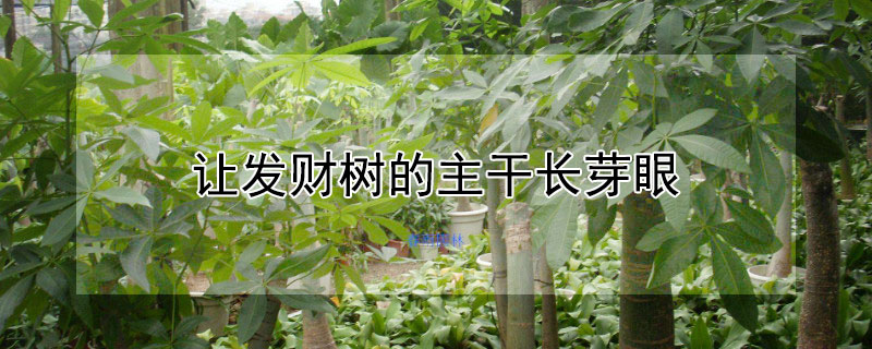 让发财树的主干长芽眼（发财树如何发芽眼视频）