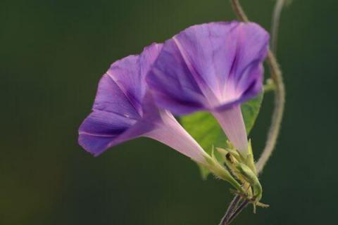 怎样让牵牛花爬藤