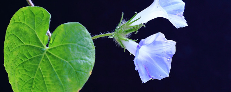 牵牛花的根冬天会死吗 牵牛花的根冬天会死吗为什么