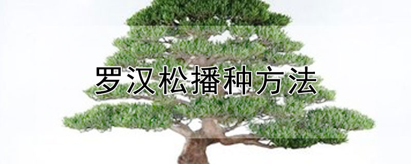 罗汉松播种方法 罗汉松播种方法图解