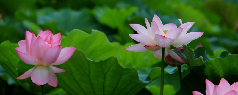 怎么养荷花开花多（怎么养荷花开花多又好看）