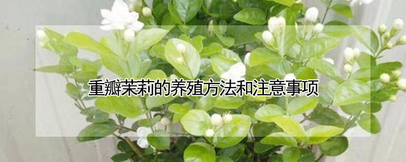 重瓣茉莉的养殖方法和注意事项 重瓣茉莉的养殖方法和注意事项图片