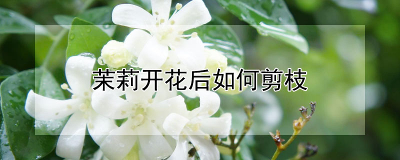 茉莉开花后如何剪枝 茉莉开花后如何剪枝图解