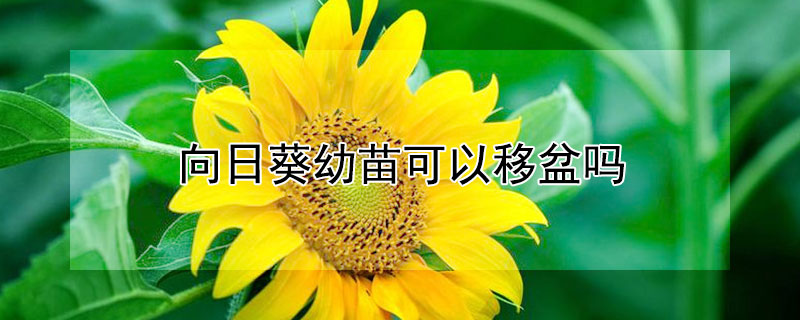 向日葵幼苗可以移盆吗（向日葵幼苗可以移盆吗视频）