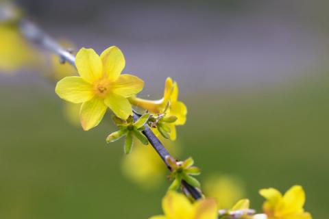 迎春花枝条干枯什么病