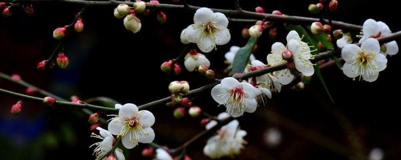 梅花和腊梅的区别（梅花和腊梅的区别简介）