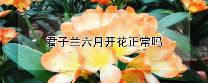 君子兰六月开花正常吗 君子兰六月开花正常吗冬天